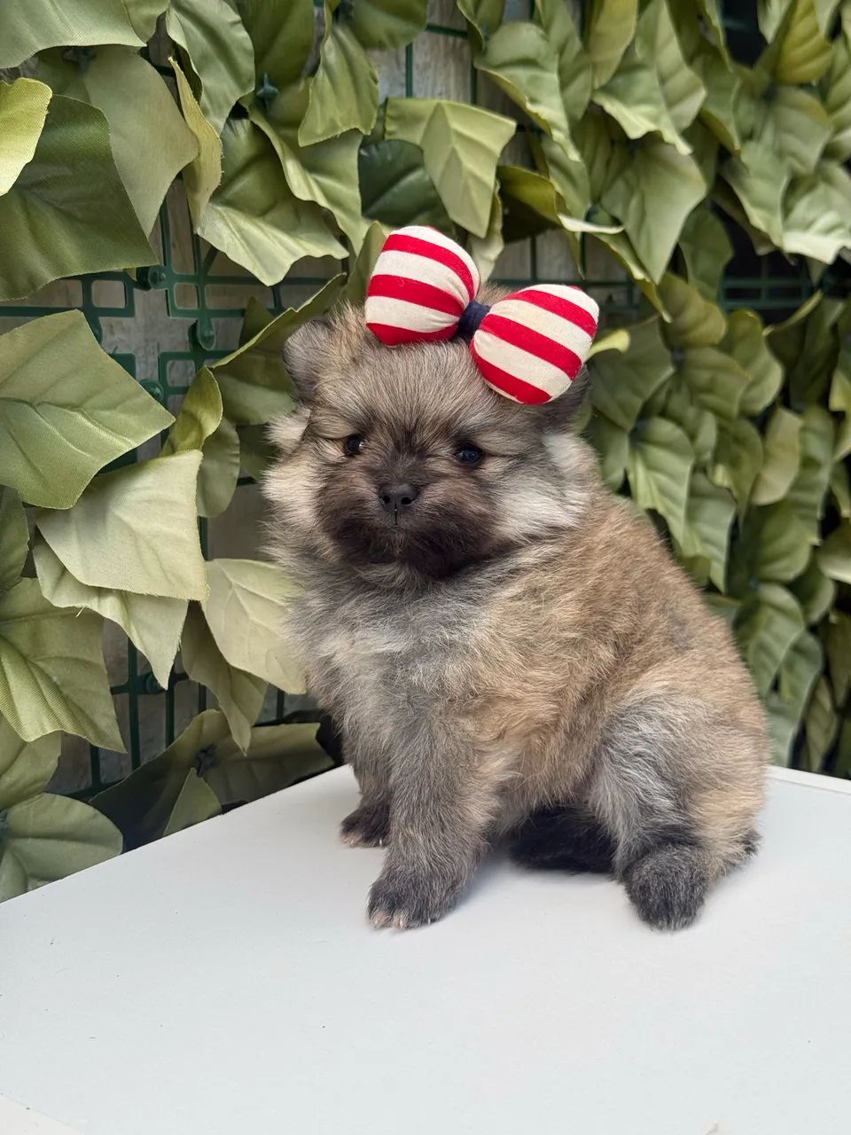 Lulu da Pomerania Anão 