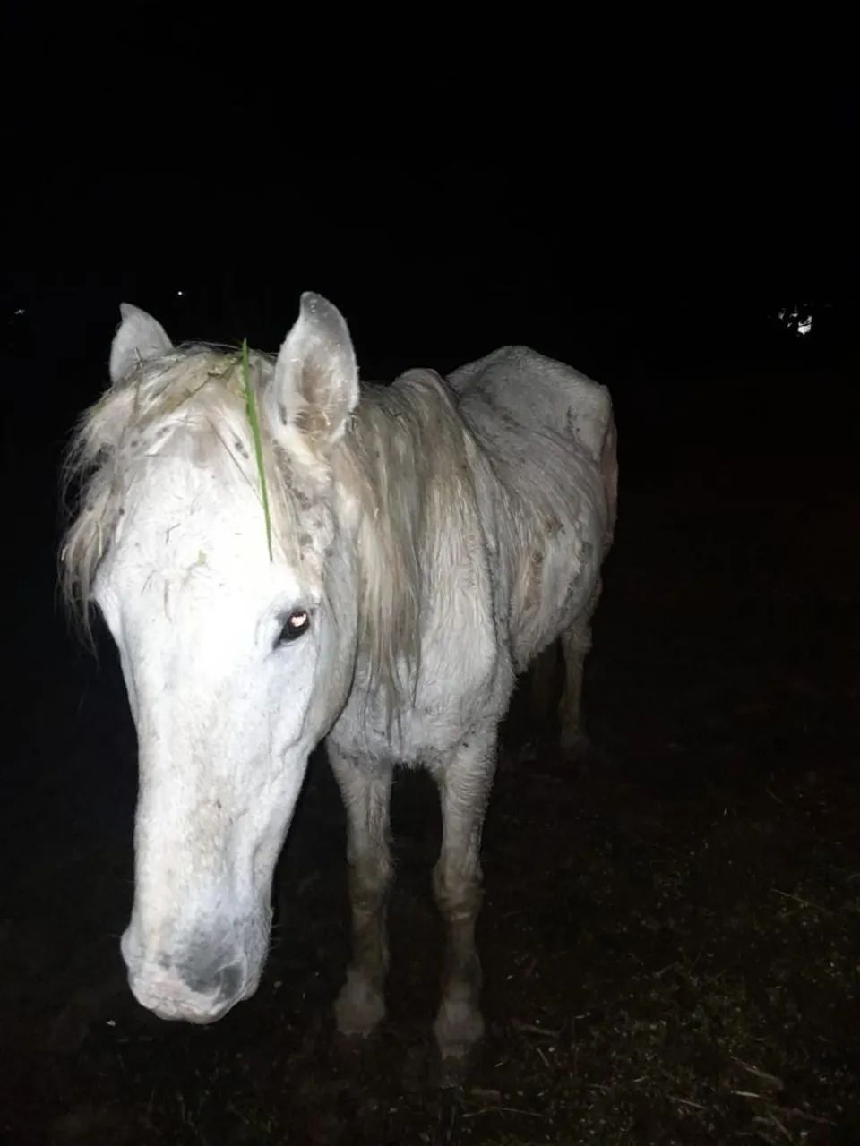 Vendo tordilho pai Percheron e mae manga larga 