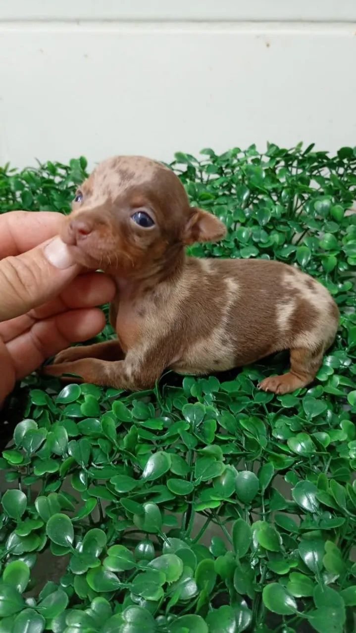 Filhote pinscher 