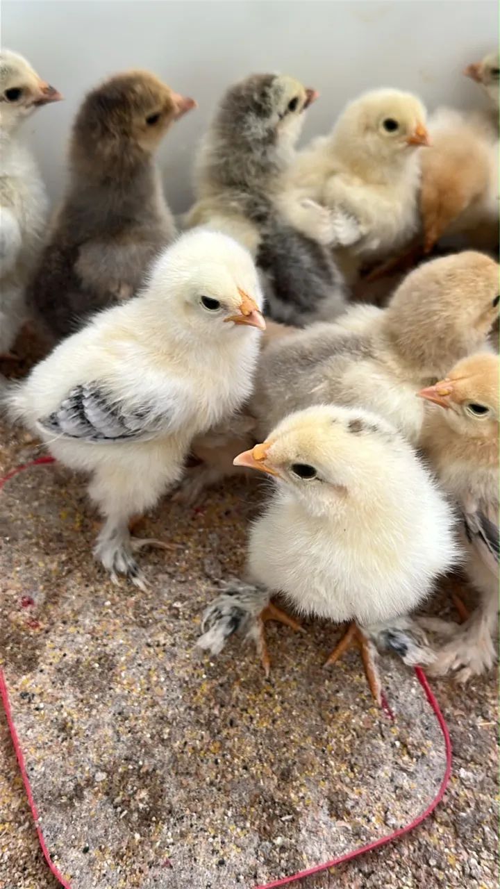 Galinha Brahma  - Foto 3