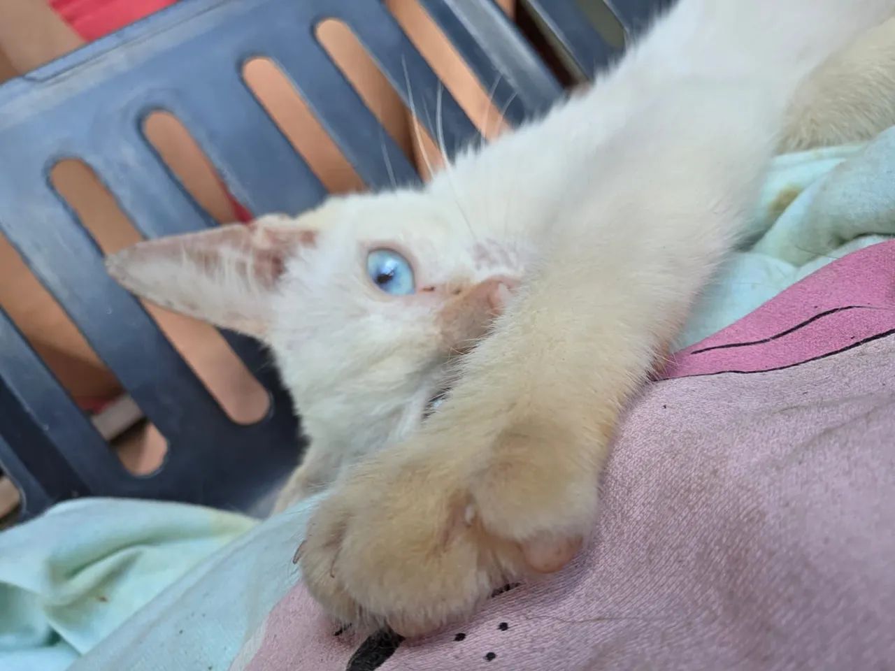 Gatinho  - Foto 3
