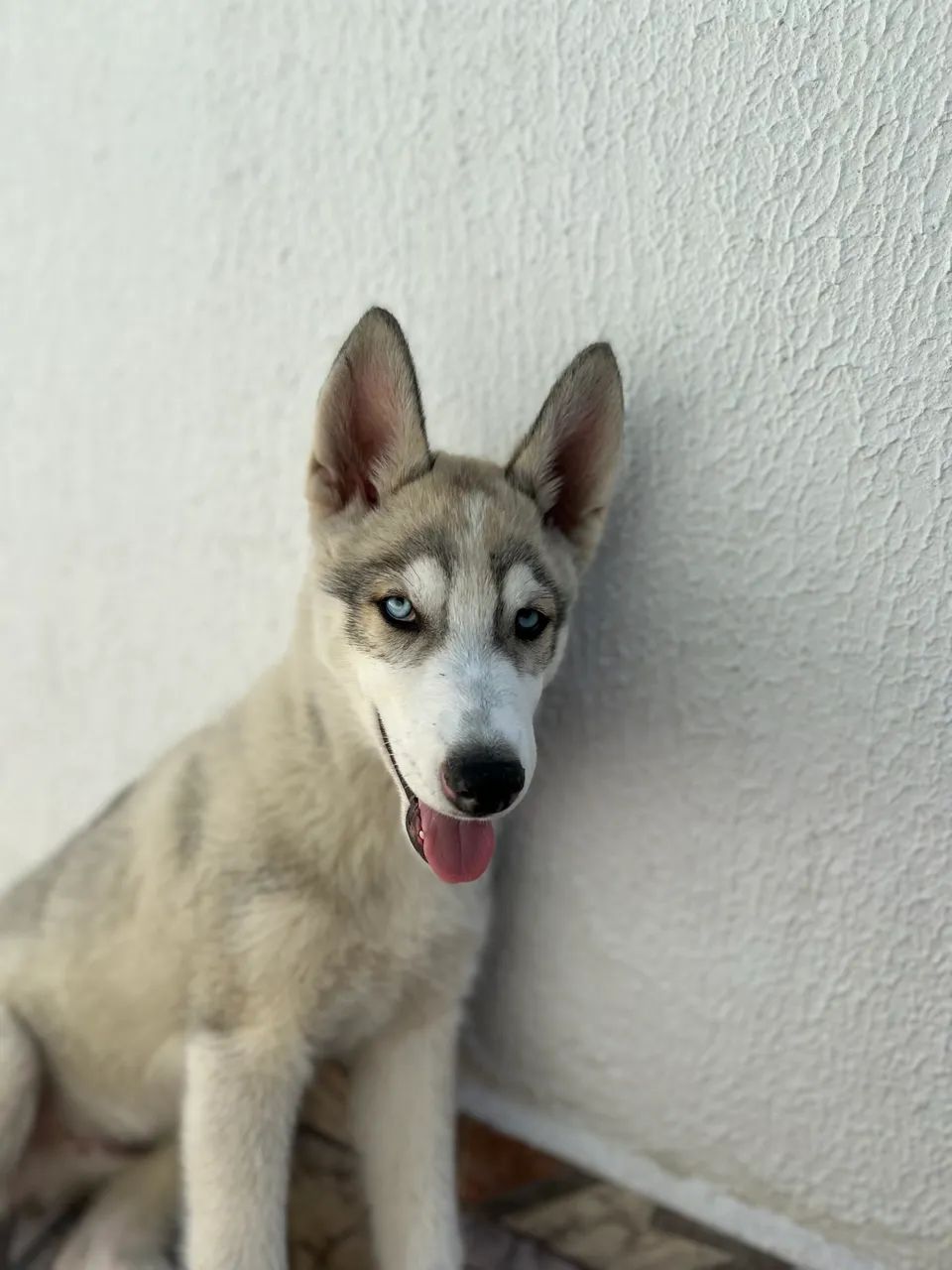 Husky Siberiano Filhote - Foto 3