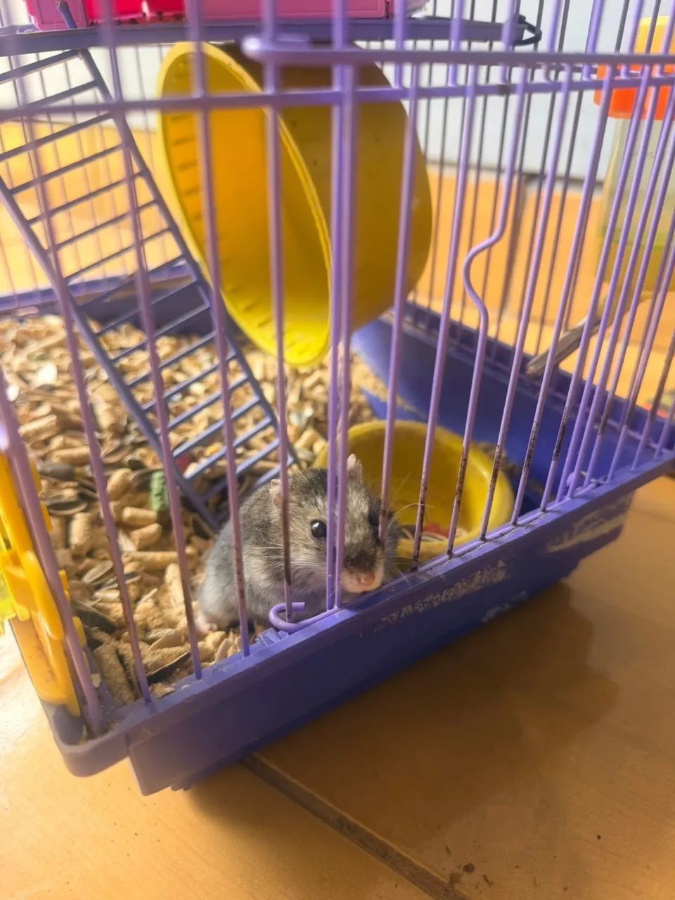 Gaiola com Hamster  - Foto 3