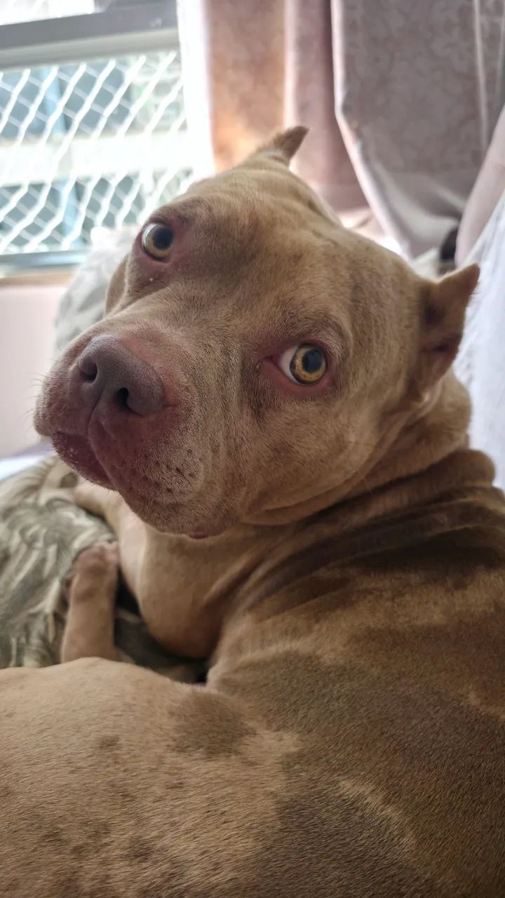 American bully em busca de namorada - Foto 5