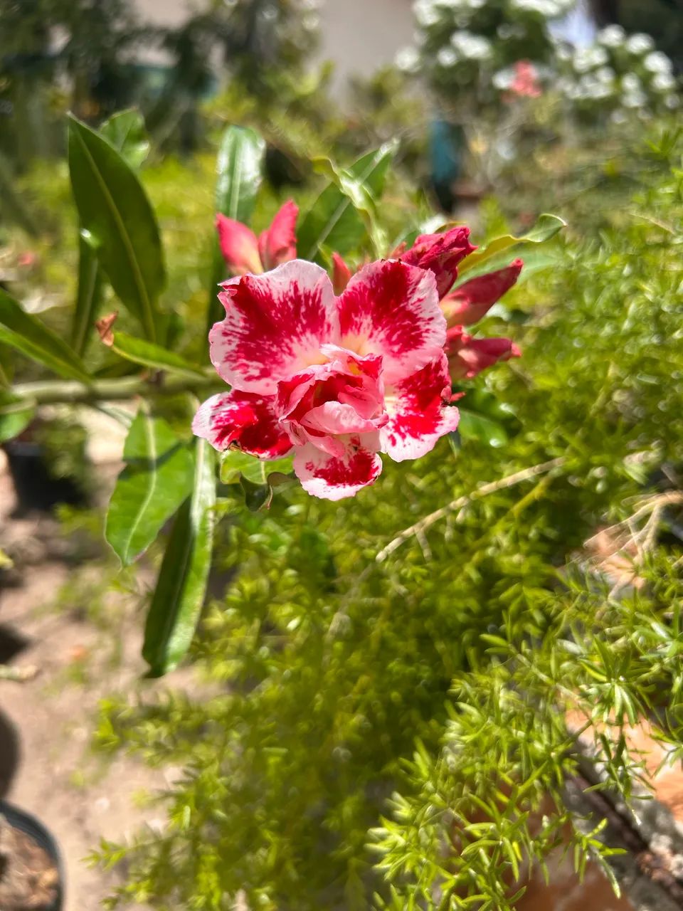 Rosa do deserto  - Foto 2