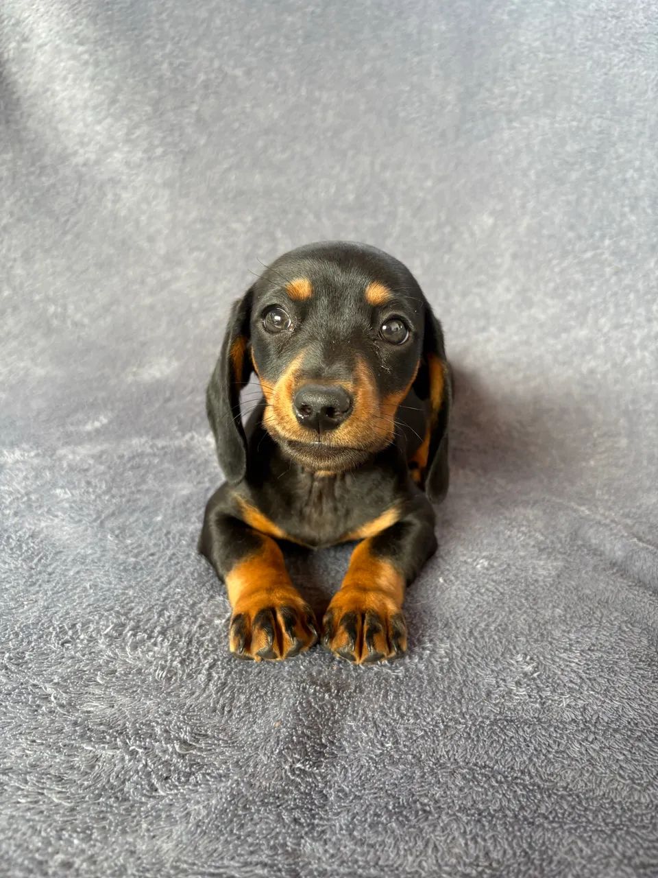 Dachshund fêmea  - Foto 5