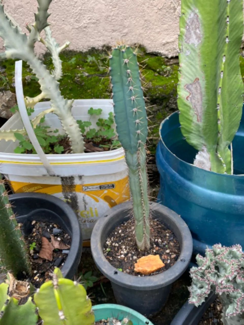 Cactos a venda - Foto 5