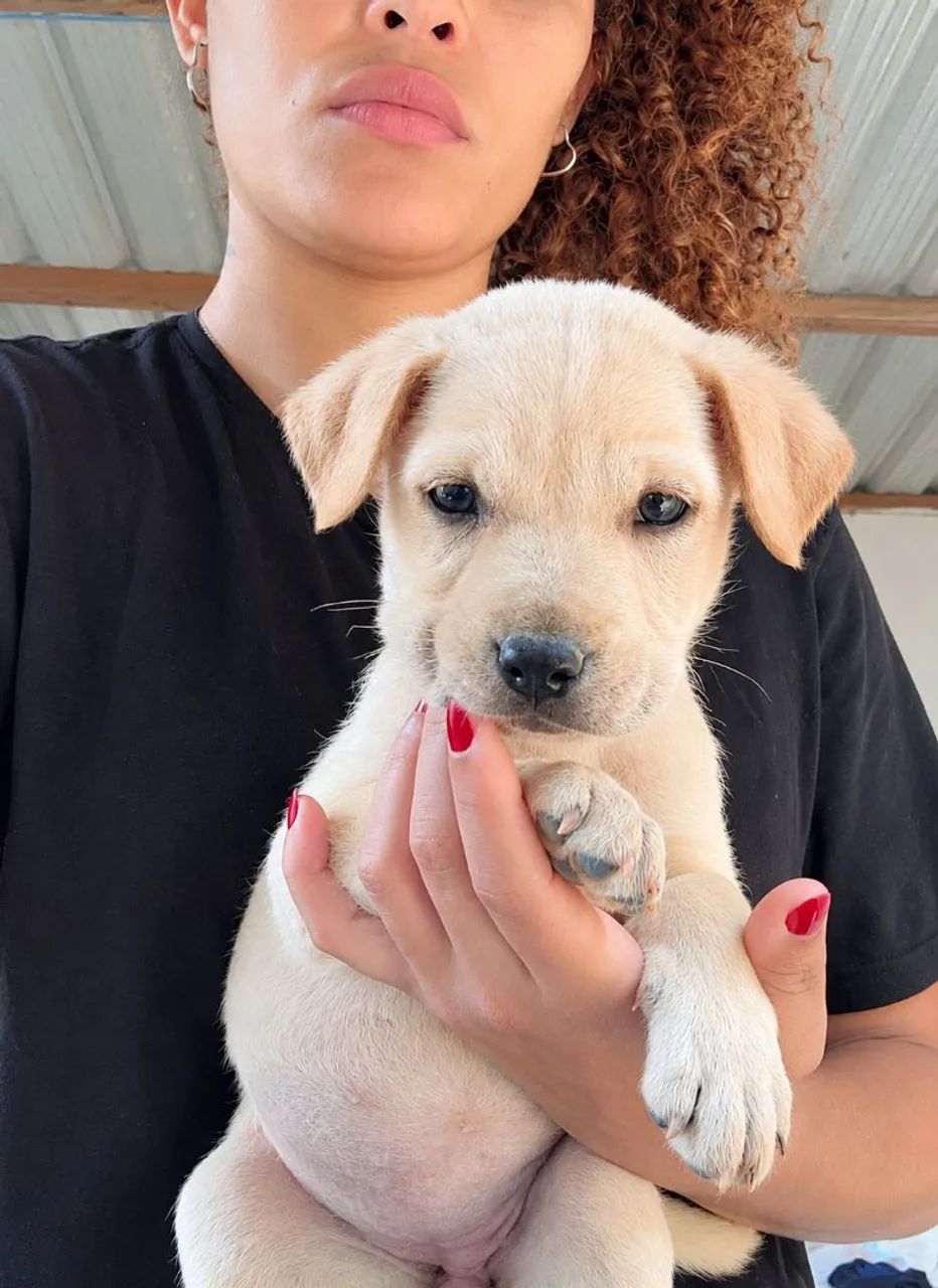 DOAÇÃO de pitbull com cadela sem raça  - Foto 2