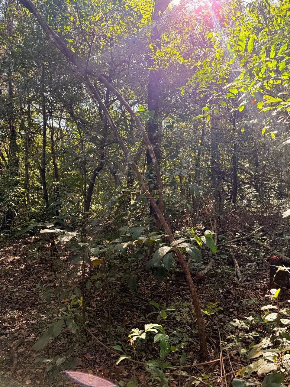 LOTE DE 1200m2 COM MATA NATIVA EM PIRENOPOLIS - Foto 2