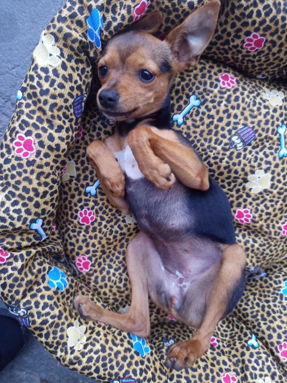 Cachorro Pinscher - Foto 3