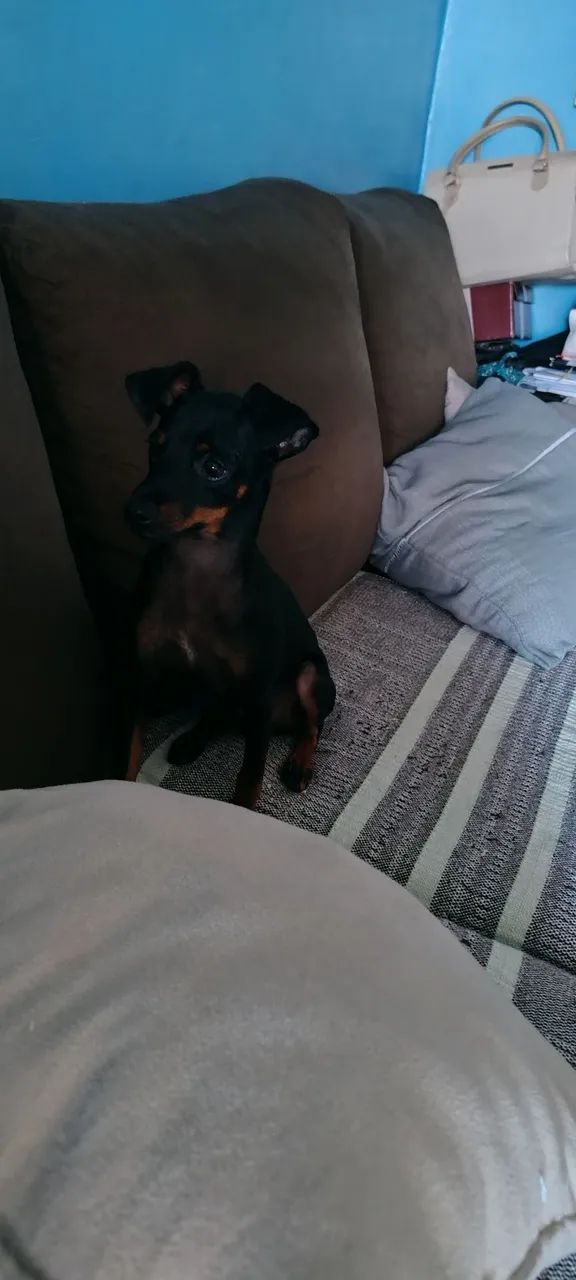 Promoção!Lindo pinscher nº 01   6 meses 999  - Foto 5