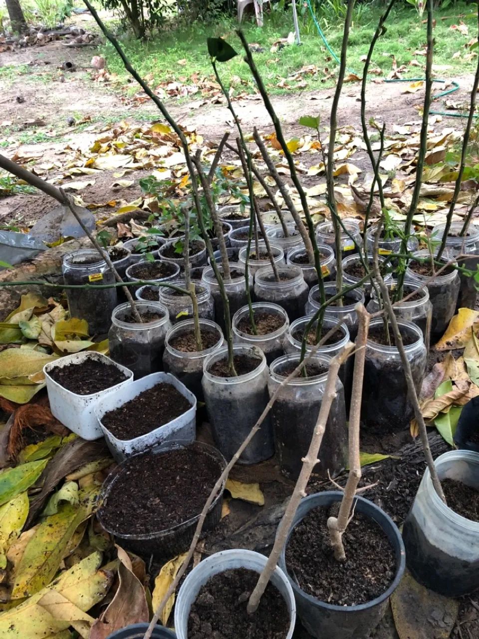 Terra vegetal mudas exertadas  - Foto 3