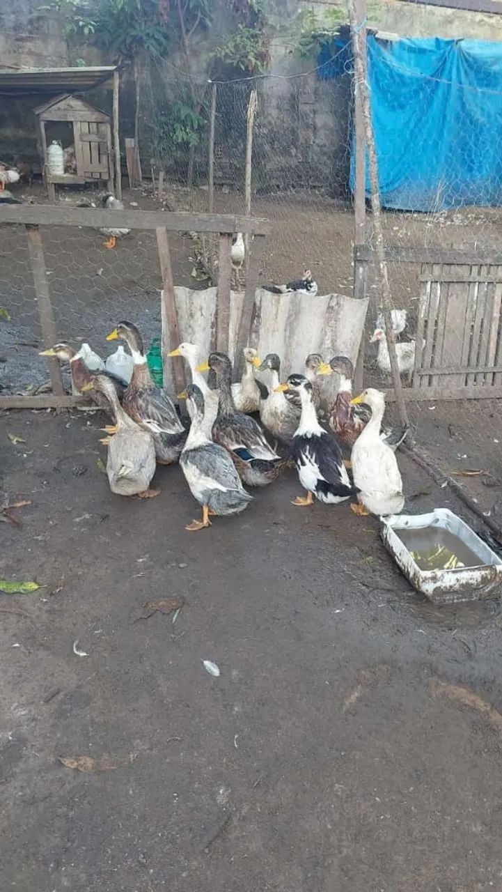 Patos e marrecos de varias idades  - Foto 4