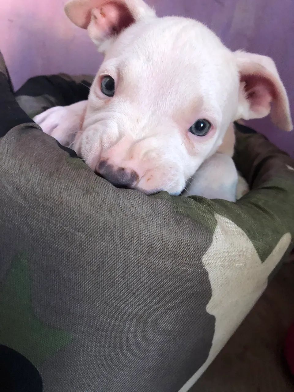 Vende-se pit bull  - Foto 5