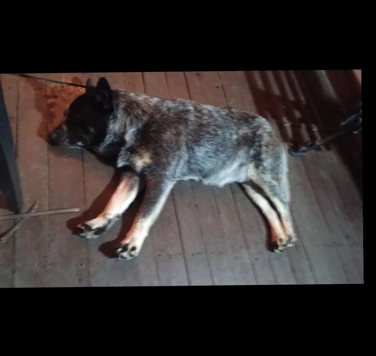 Doação de cachorro - Foto 3