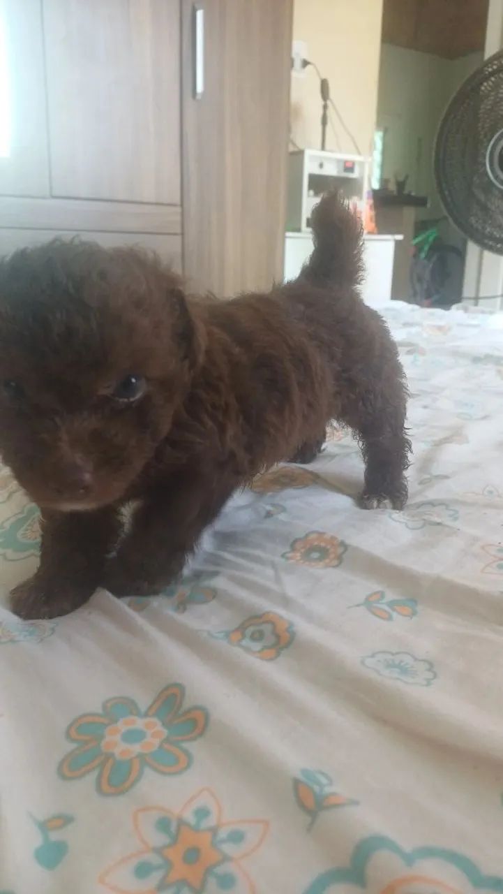 Poodle Macho Marron Chocolate  - Foto 2