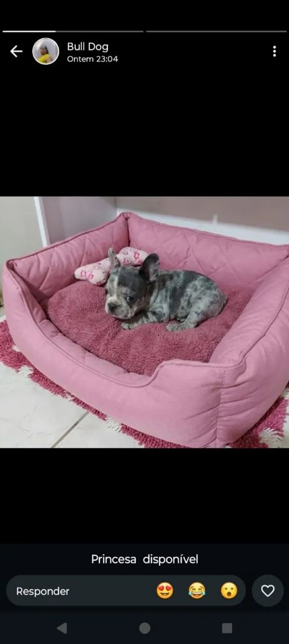 Buldogue francês 