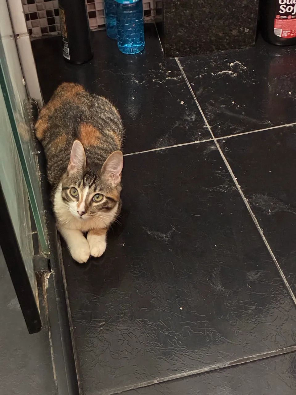 DOAÇÃO DE GATO URGENTE 