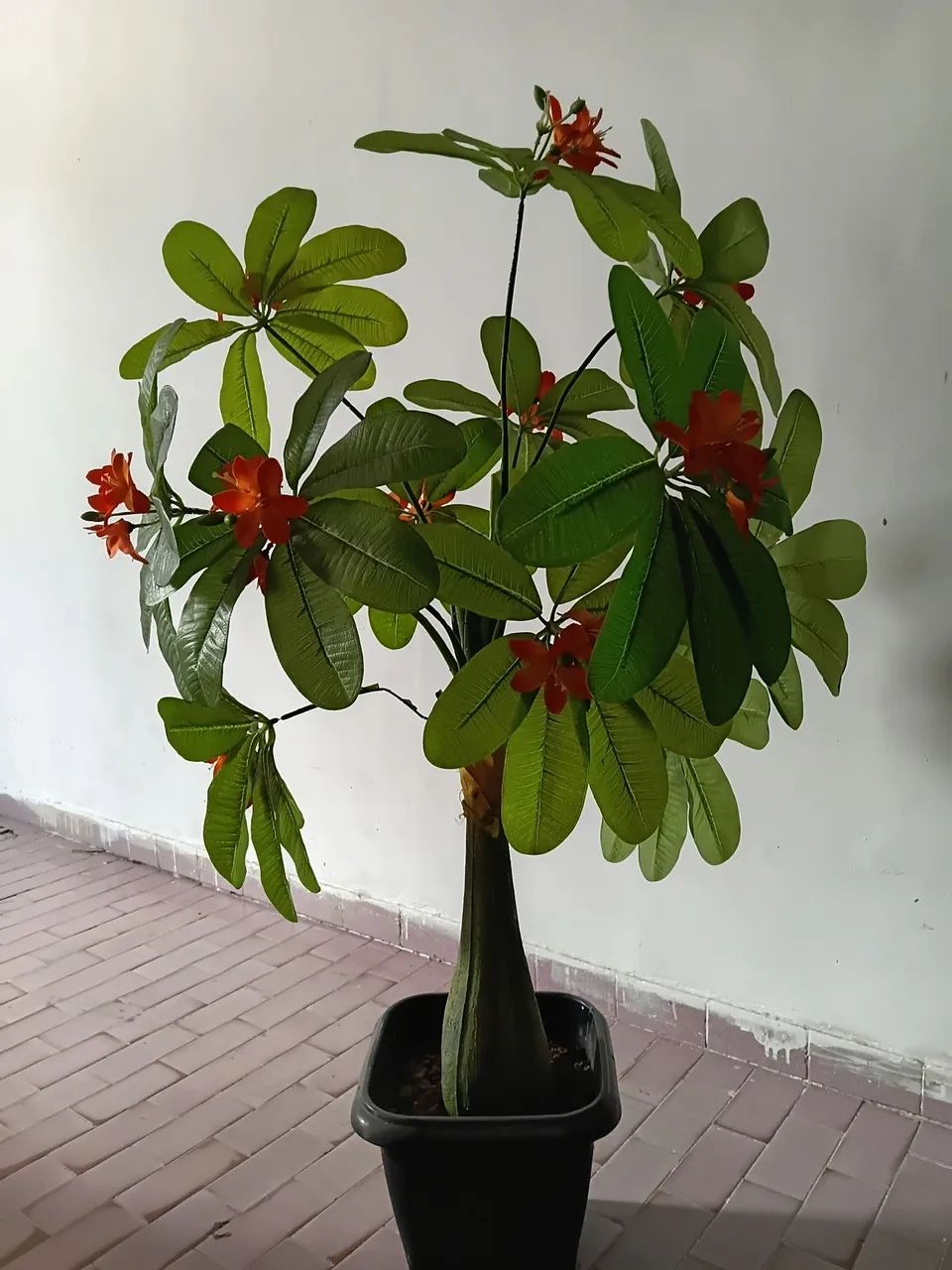 Plantas  - Foto 4