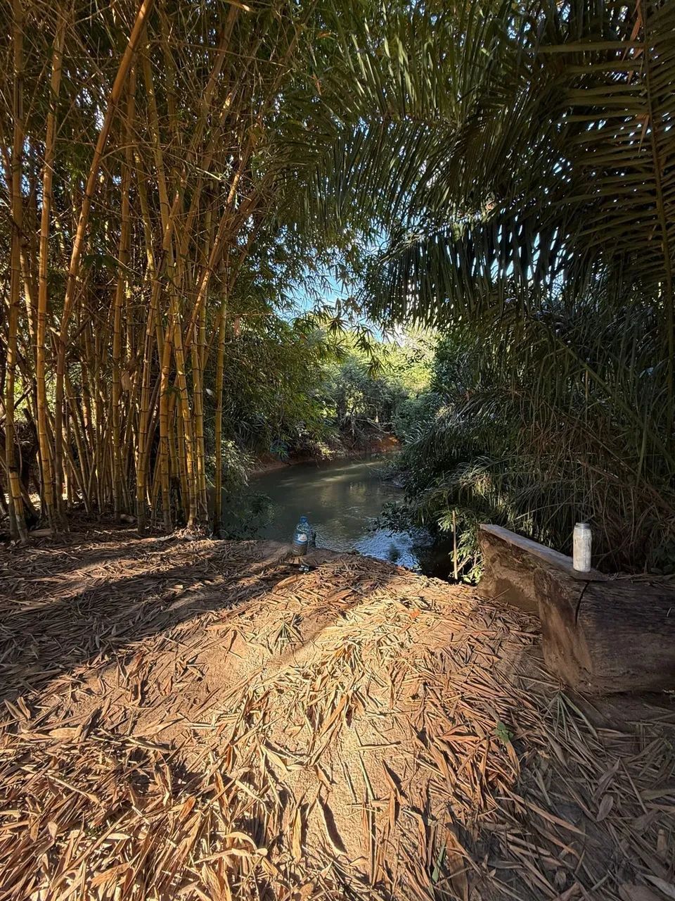 Vendo!!! Um sítio de 12 hectares produtivo  MT - Foto 3