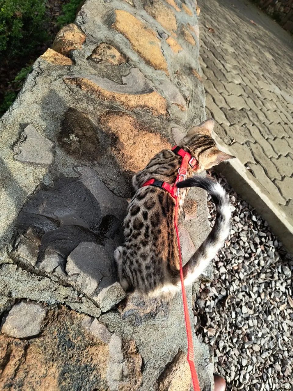 Gato Bengal - Foto 3