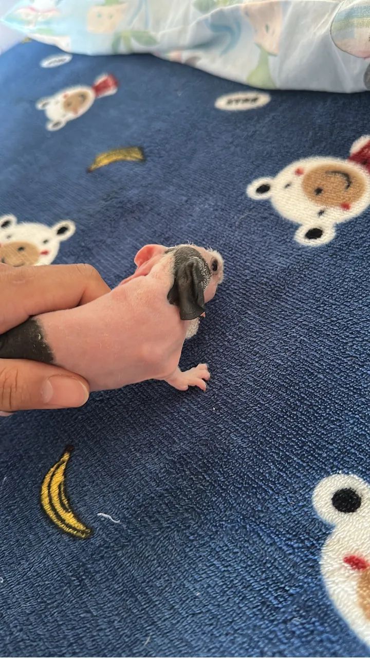 Vende se porquinho da índia Skinny - Foto 4