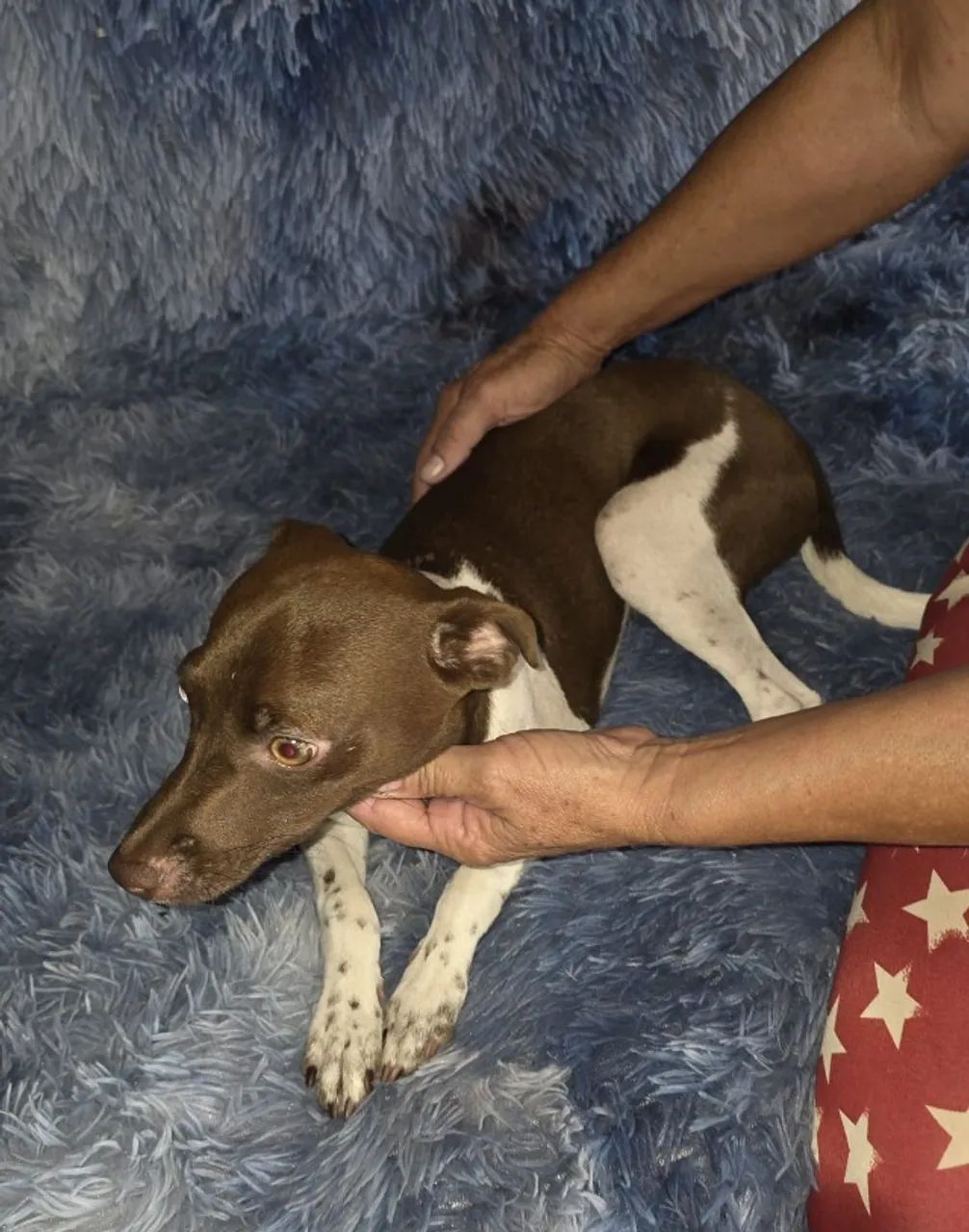 filhote para adoção  - Foto 2