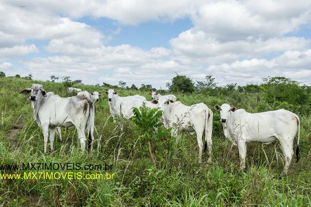 Fazenda Pecuária de 1.260 Hectares - Foto 2