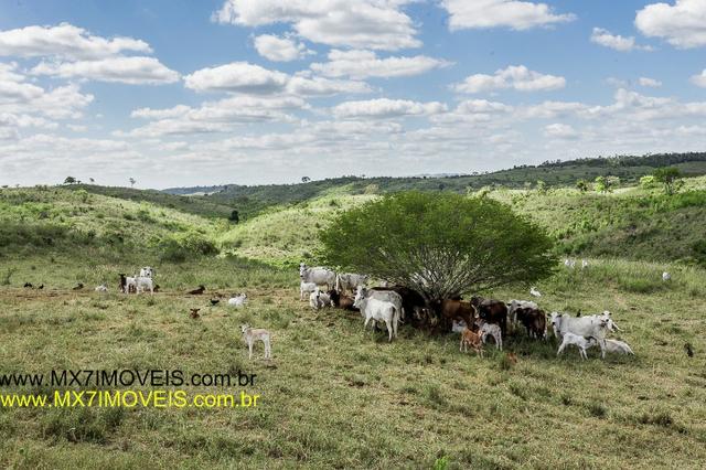 Fazenda pecuária de 6.400 Hectares. Capacidade pra 8.000 bois. - Foto 9