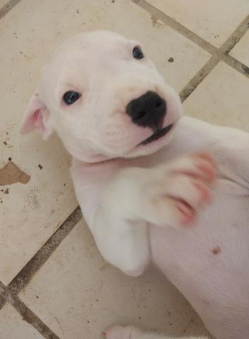 Dogo Argentino - Foto 4