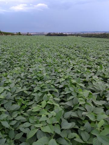 Arrendo área para o cultivo de cereais