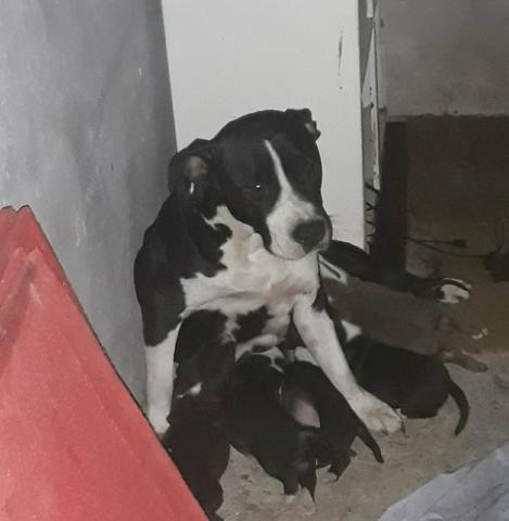 Filhotes de pit bull sem pedigree zap *00 - Foto 2