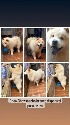CHOW CHOW macho branco disponível para cruza 