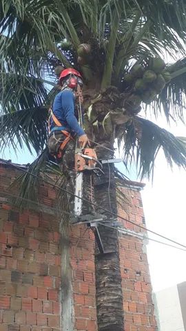 Poda Corte e remoção de árvores ?  - Foto 4