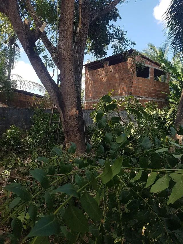 Poda de árvores * - Foto 2