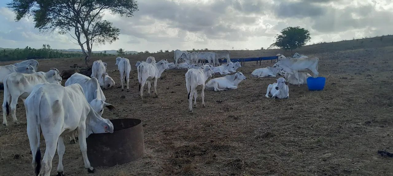 Vendo 35 bezerros primeira de luxo  - Foto 5