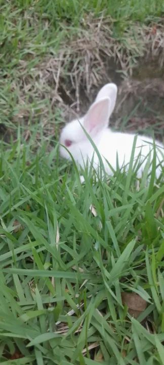 Coelho Netherland Dawf - Foto 3