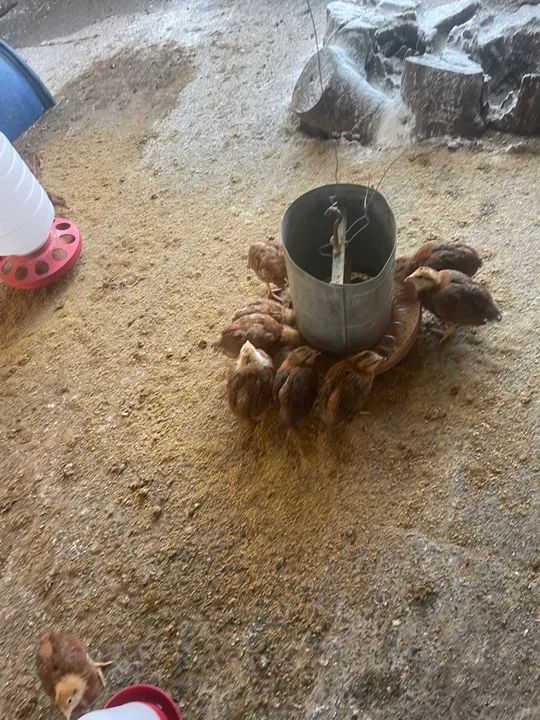 Galinhas e Pintainhas Embrapa 51