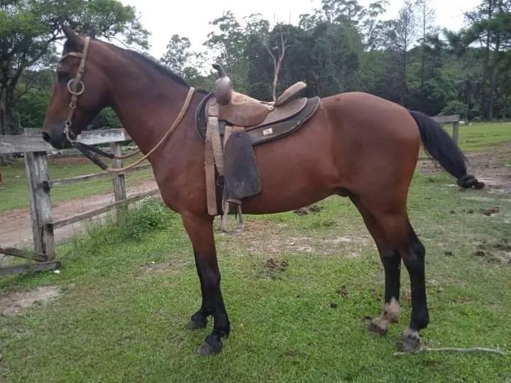 Cavalo Mangalarga Marchador para venda - Foto 3