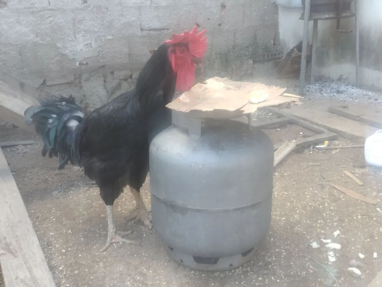 GSB, Galinha sertaneja balao .