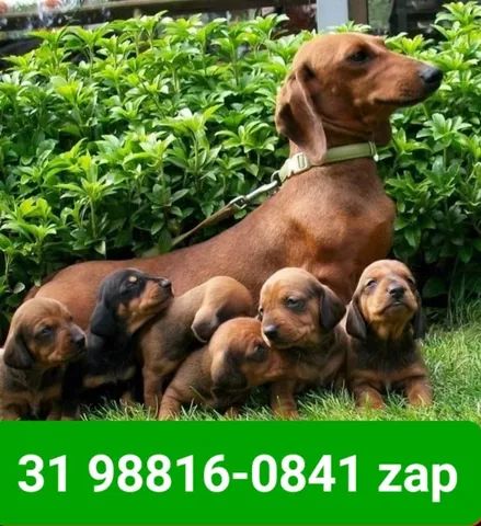 Dachshund for best sale sale olx