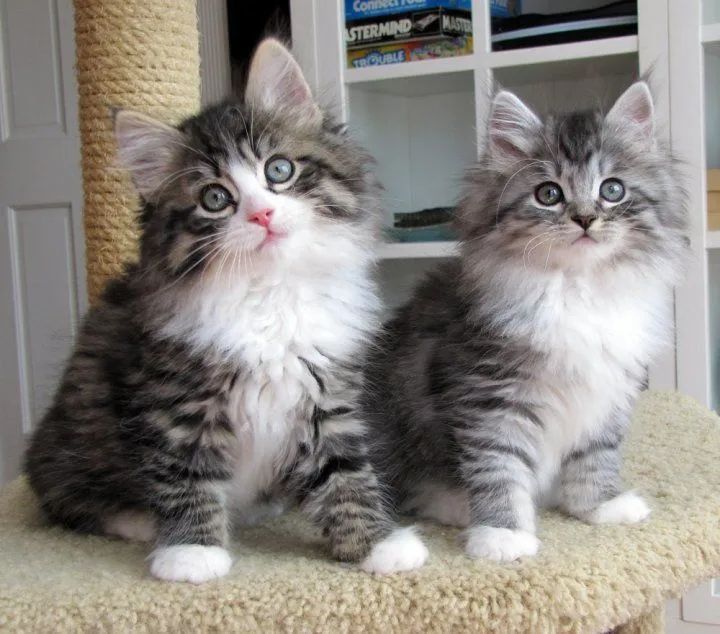 Filhotes disponíveis siberiano 