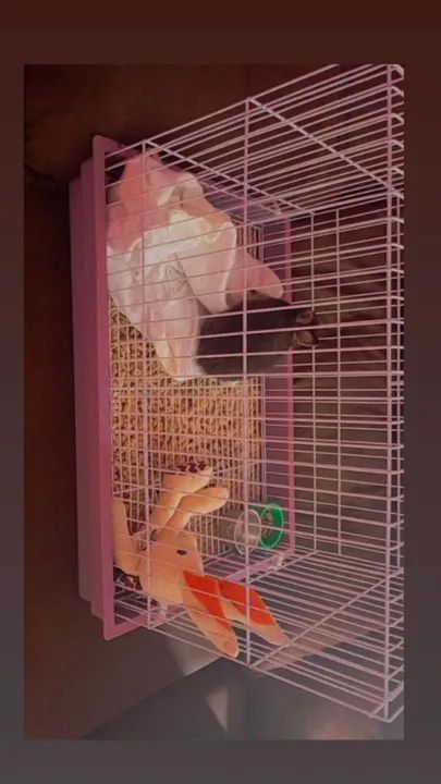 Mini coelho com gaiola e acessórios  - Foto 3