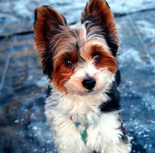 Biewer Terrier Filhotes Tricolores - Vacinados, Microchipados e Com Pedigree