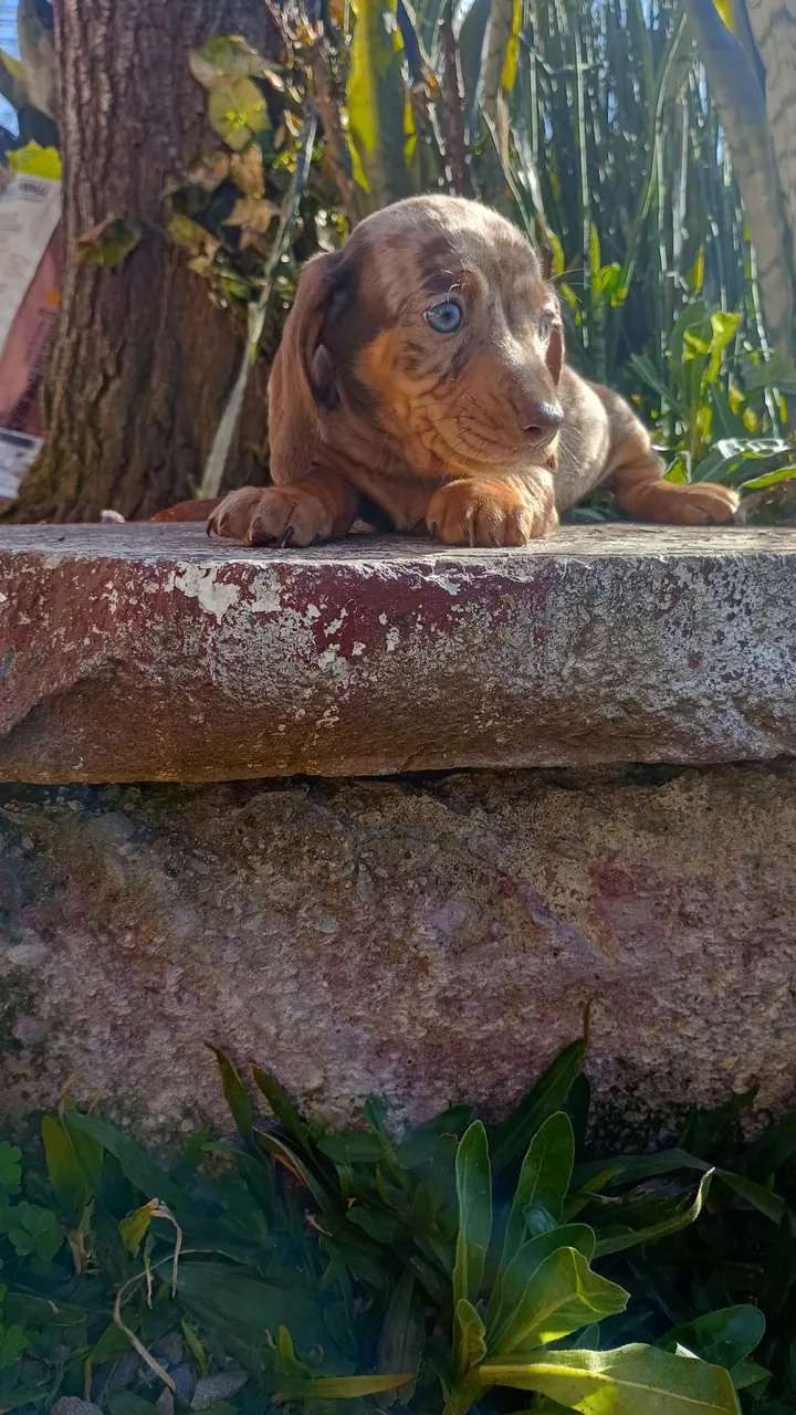 Linguicinha