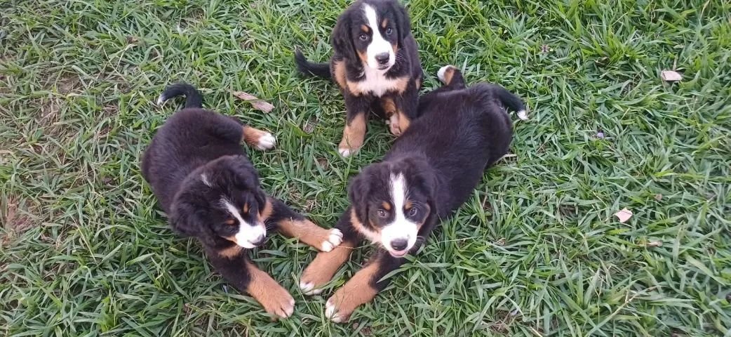 filhote fêmea bernese mountain com pedigree