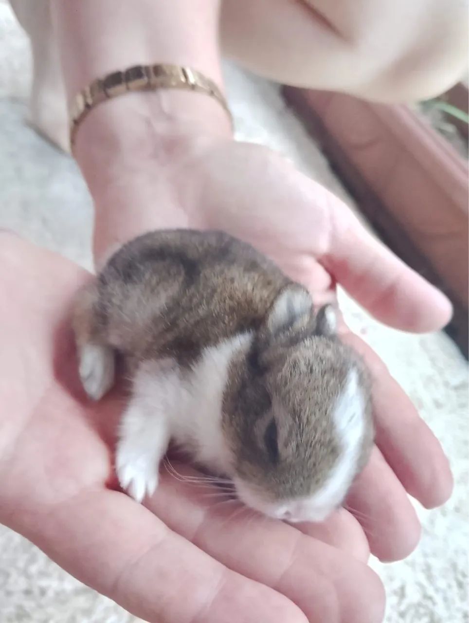 Mini netherland coelhinho