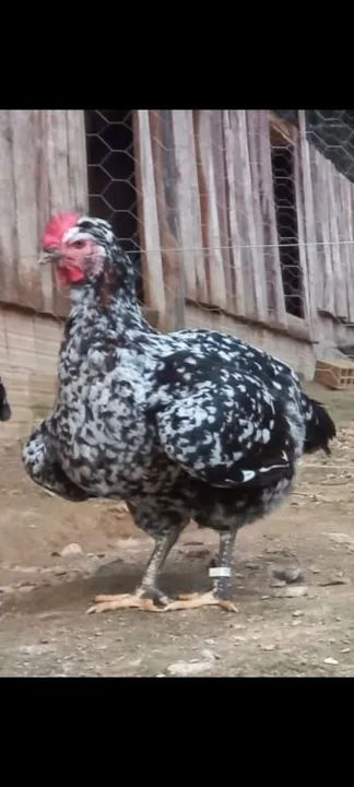 Galinha balão.  - Foto 3