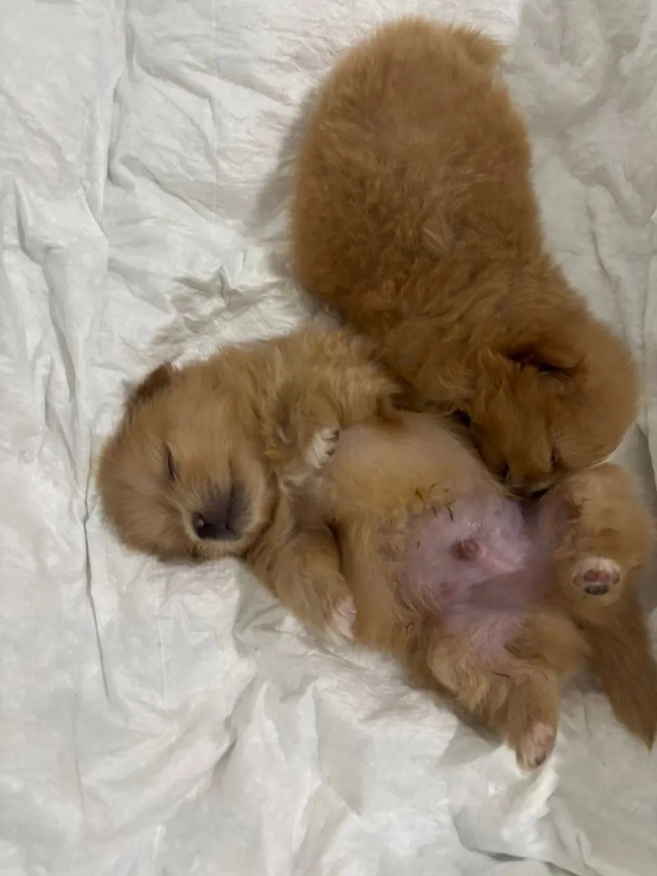 Filhotes Lulu da Pomerani - Foto 2