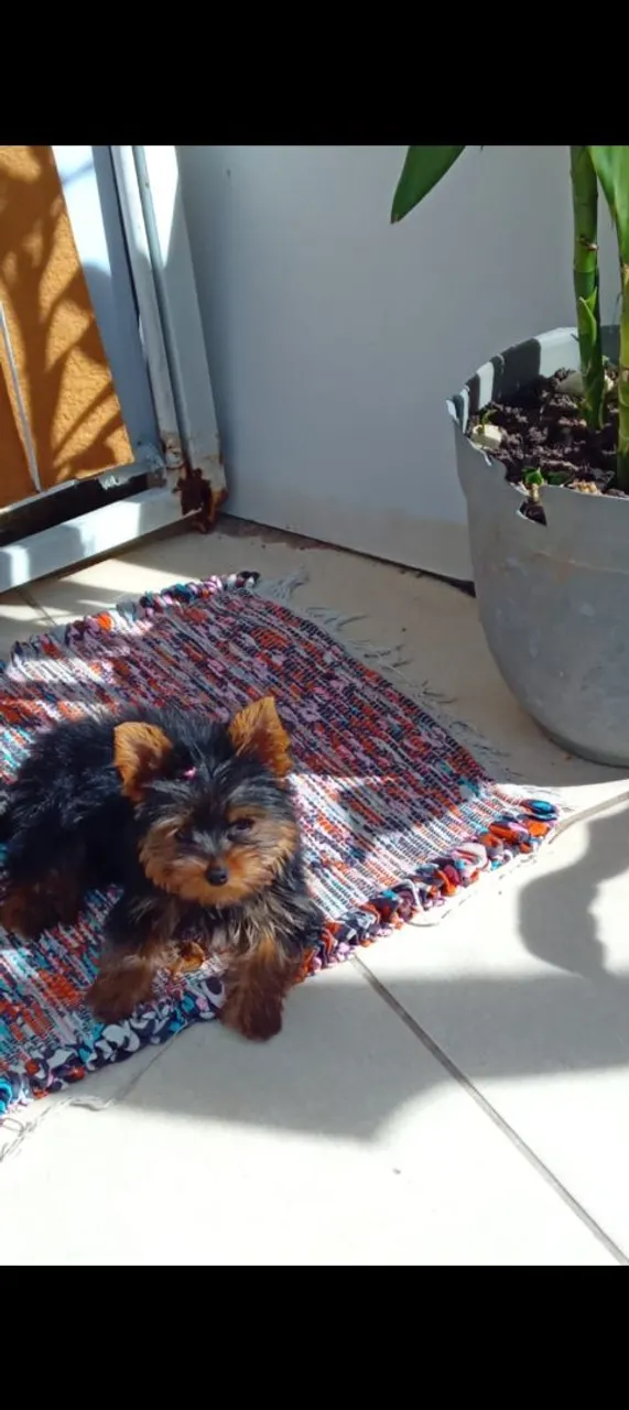 Filhote de Yorkshire Terrier - Fofo e Charmoso!